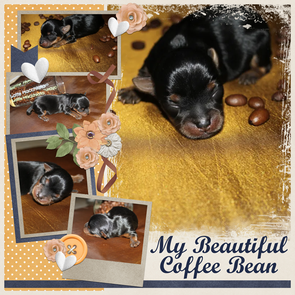 My Beautiful Coffee Bean