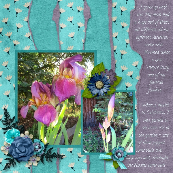 My Beautiful Iris - Take 2!