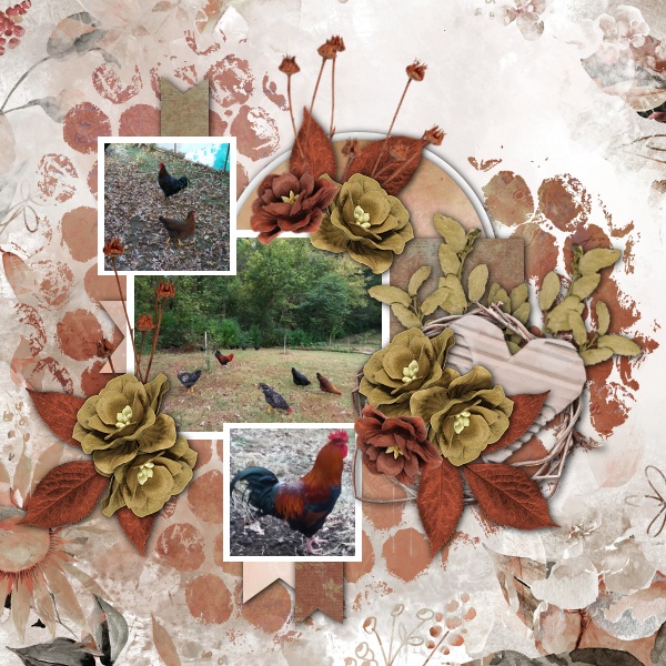 My Birds