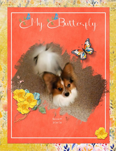 My-Butterfly