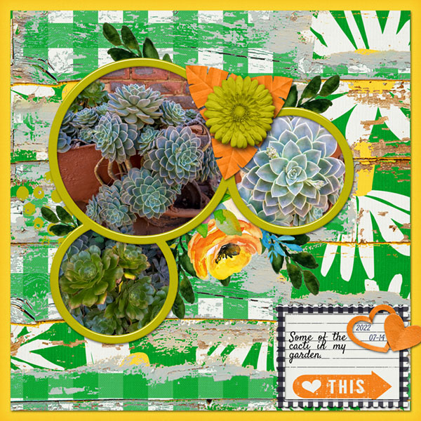 My Cacti