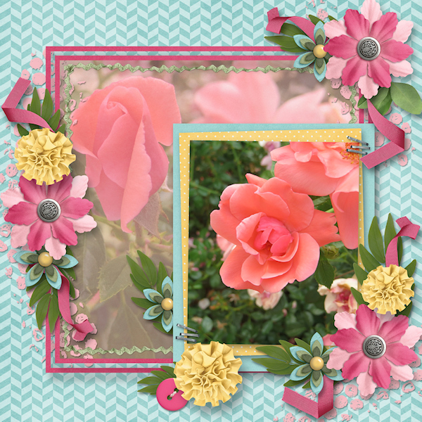 My Carpet Rose