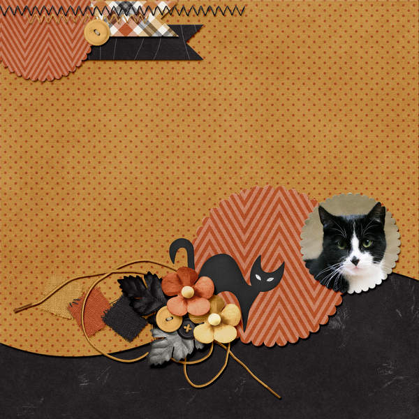 My cat