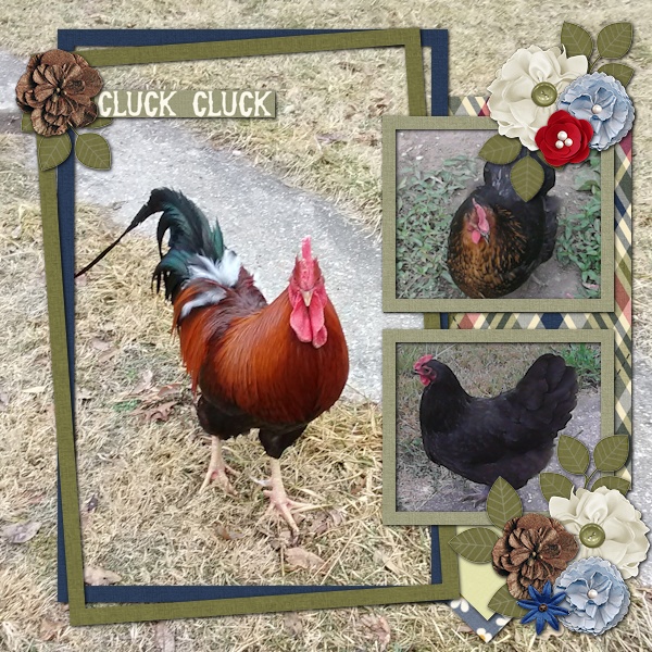 My Chickens
