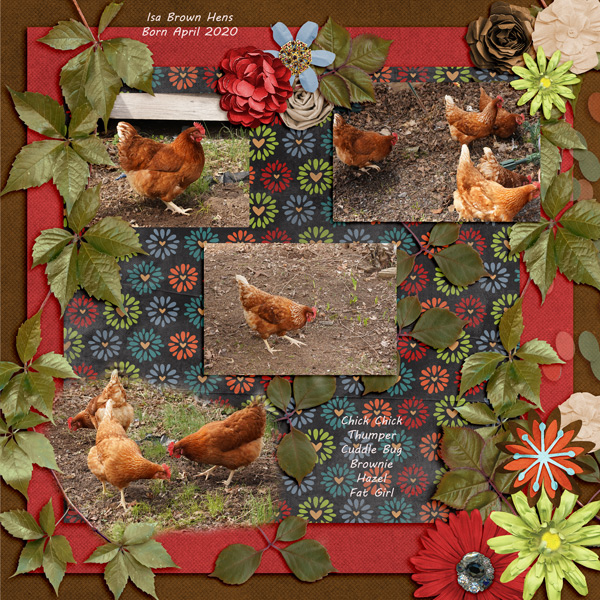 My Chickens