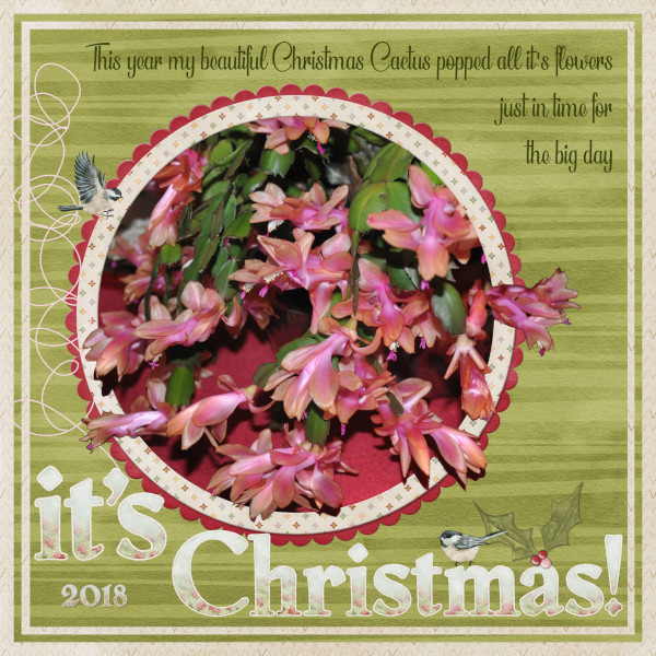 My Christmas Cactus 2018