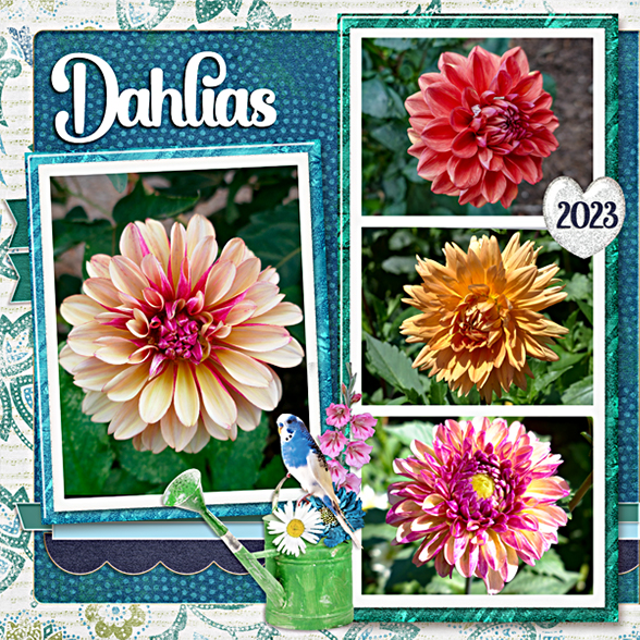 My dahlias