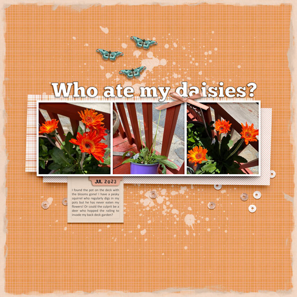 My Daisies