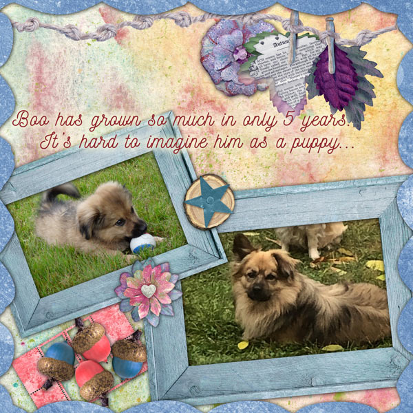 My Dog Boo