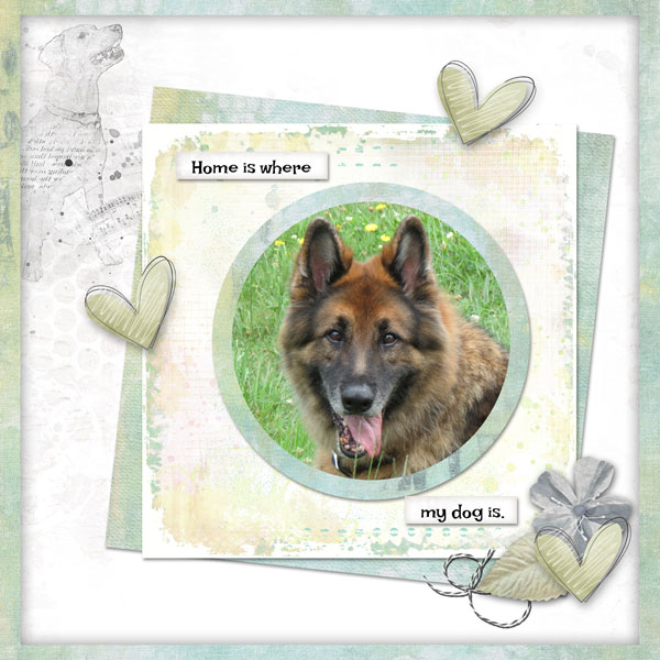 My Dog
