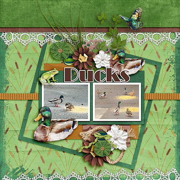 My-Ducks