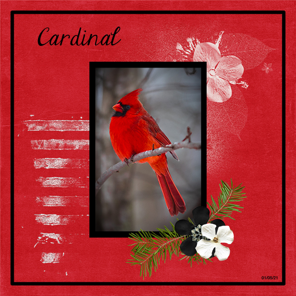 My Favorite Bird