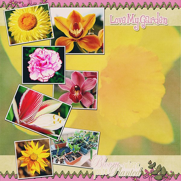 My Garden