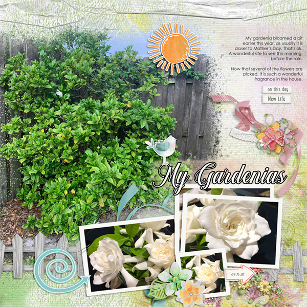 My Gardenia 2020