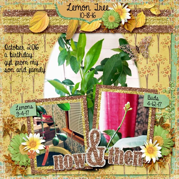 My Lemon Tree