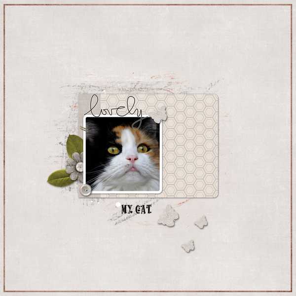my lovely cat