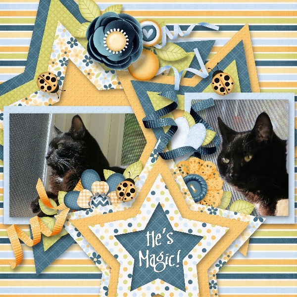 My Magic cat
