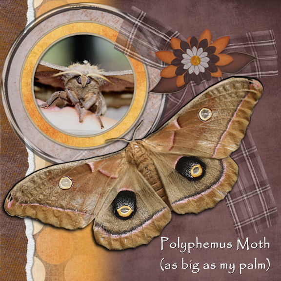 My Moth