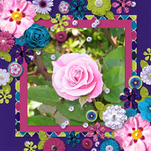 My Neighbors Roses