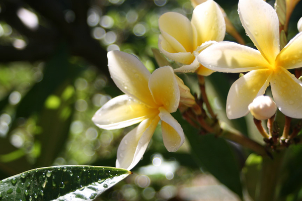 my plumeria photo 1
