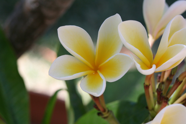 my plumeria photo 2