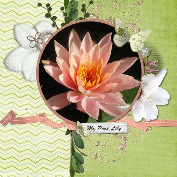 My pond lily