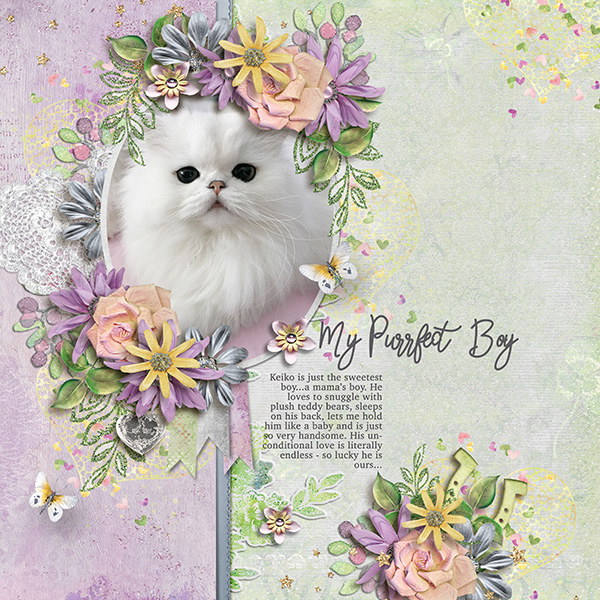 My Purrfect Boy