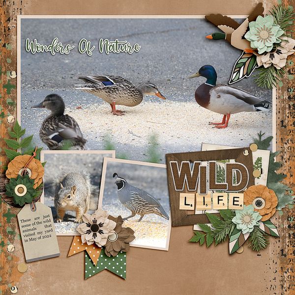 my-wildlife
