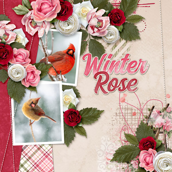 My Winter Rose