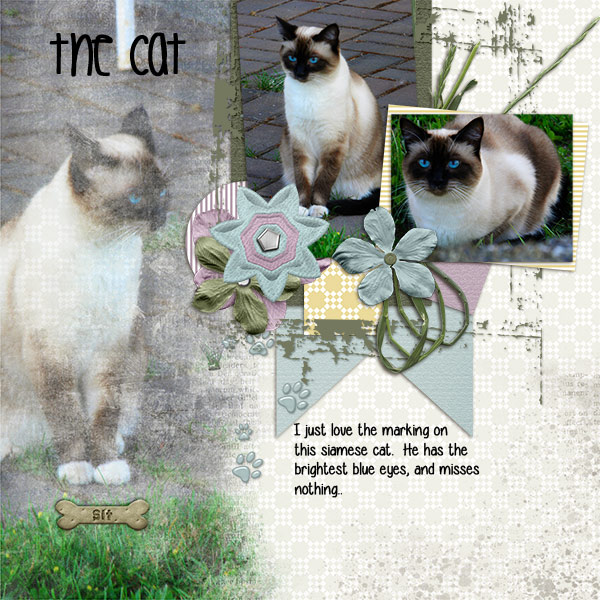 My_Cat