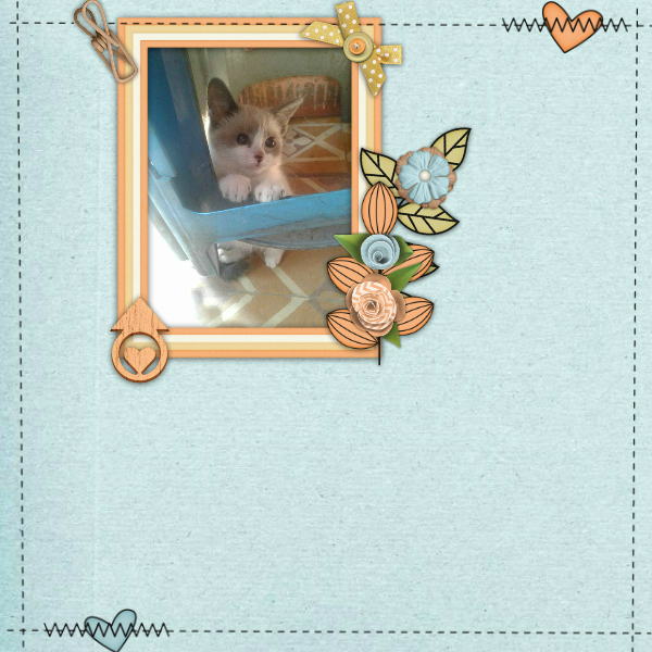 My_cat1