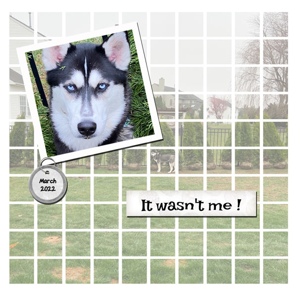 Myla in Yard