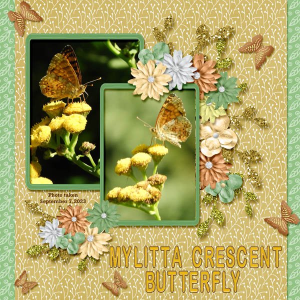 Mylitta Crescent Butterfly small.jpg