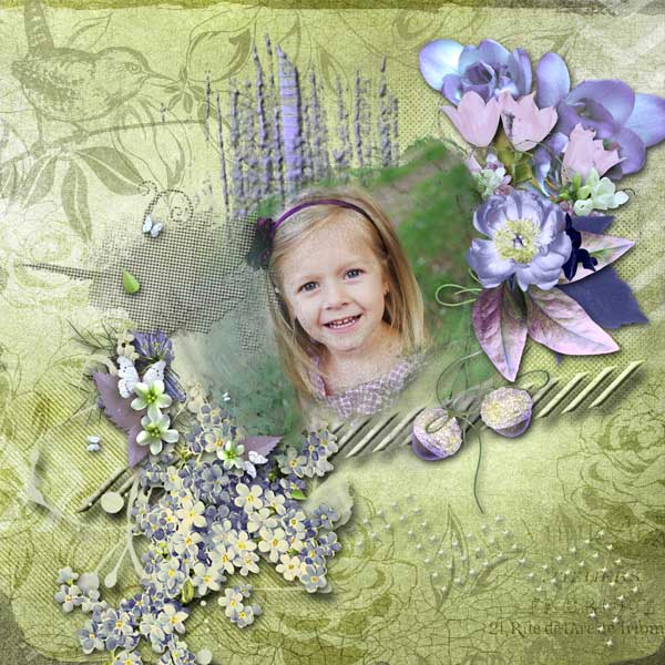 Myosotis