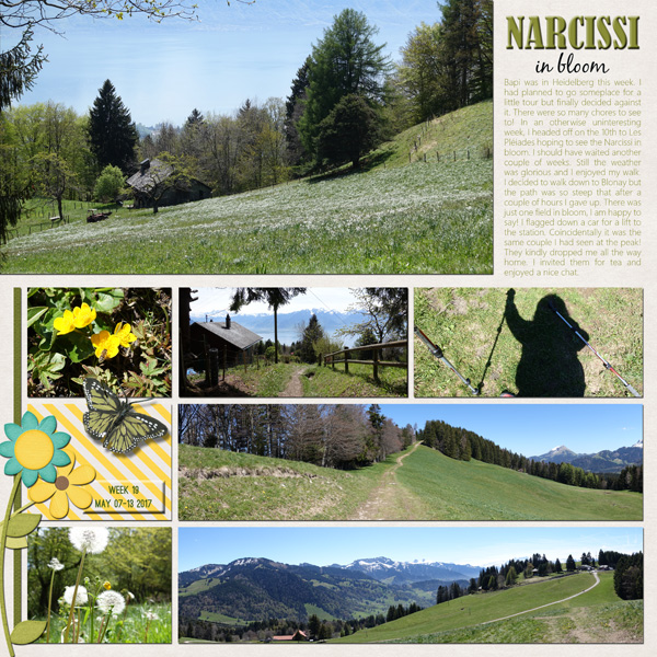 Narcissi in bloom