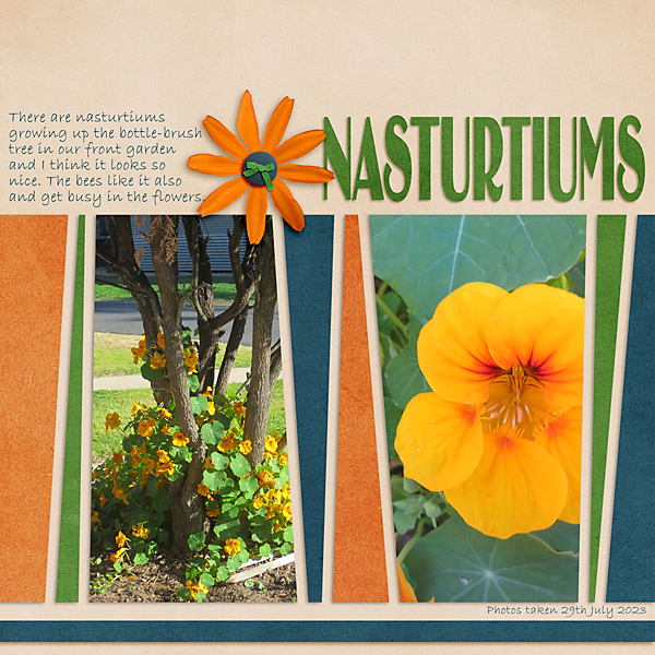 Nasturtiums