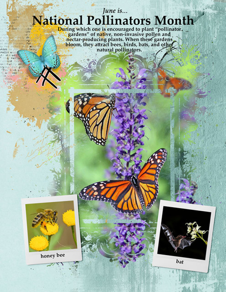 National Pollinators Month