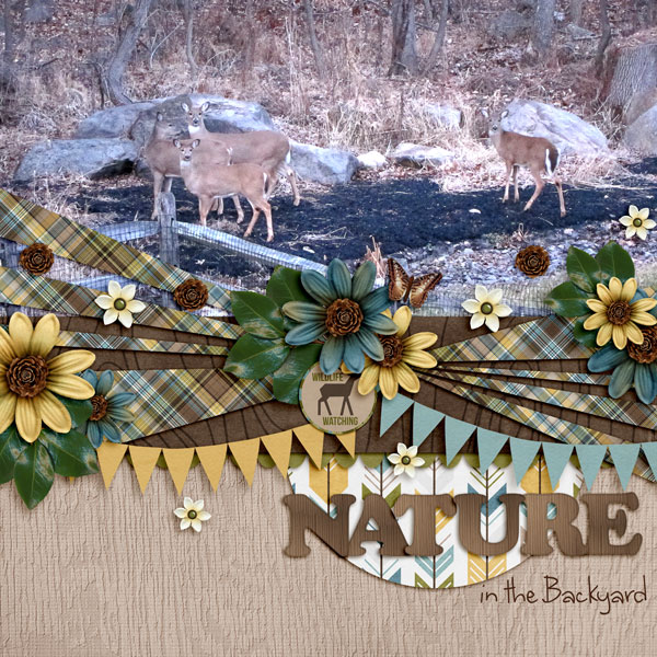 Nature in the Backyard