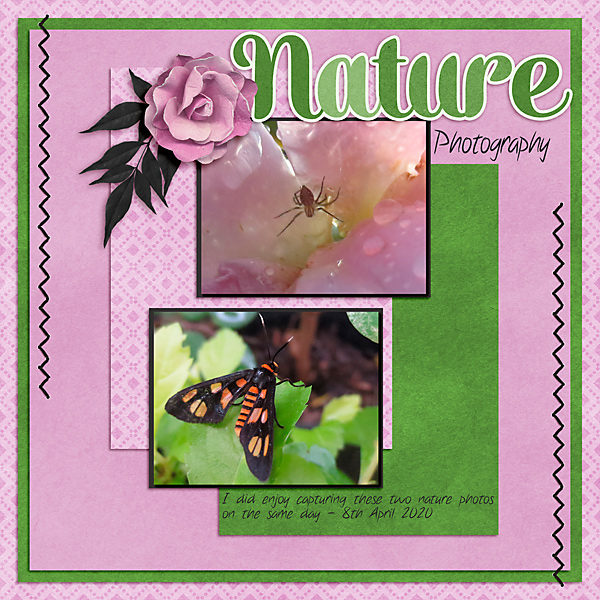 Nature Photography