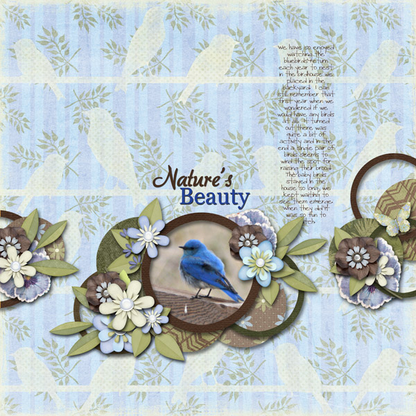 Nature's Beauty-Bluebird