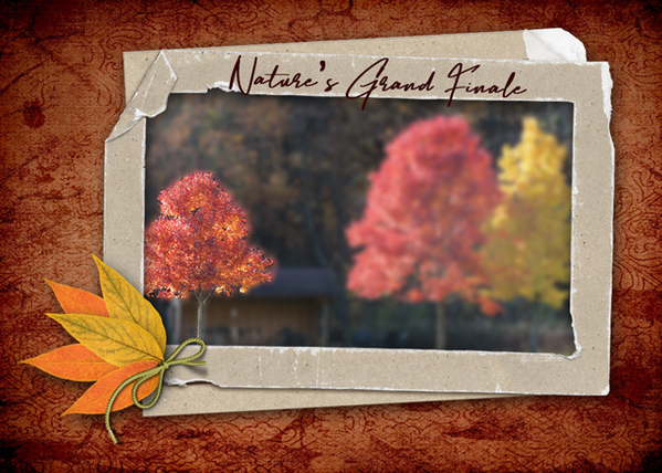 Nature's Grand Finale