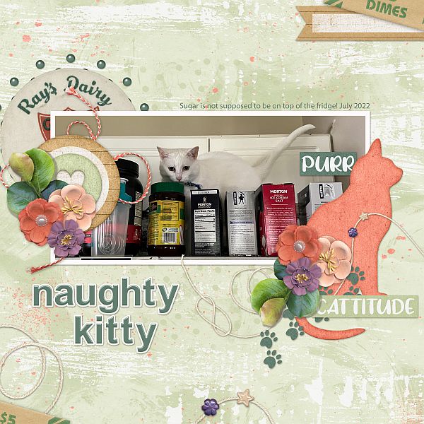 Naughty Kitty