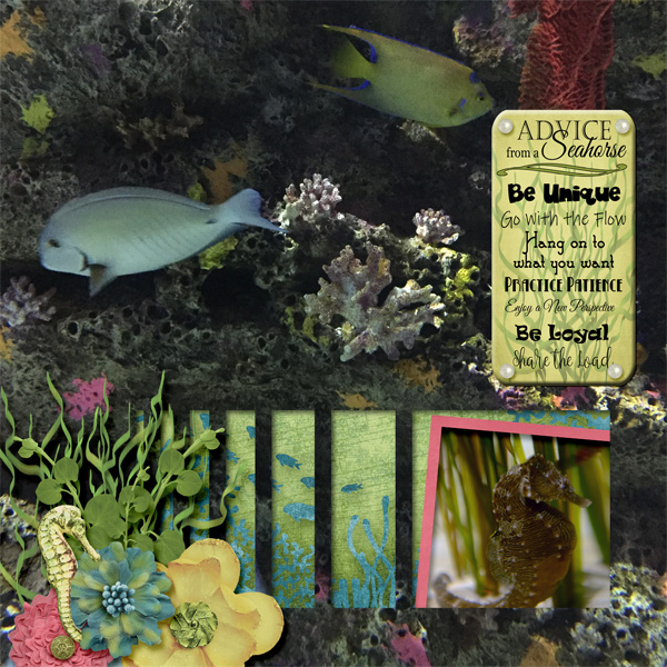 NC Aquarium
