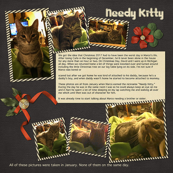 Needy Kitty (January 2018)