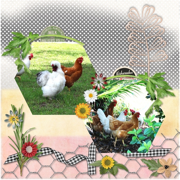 Neighborhood chickens