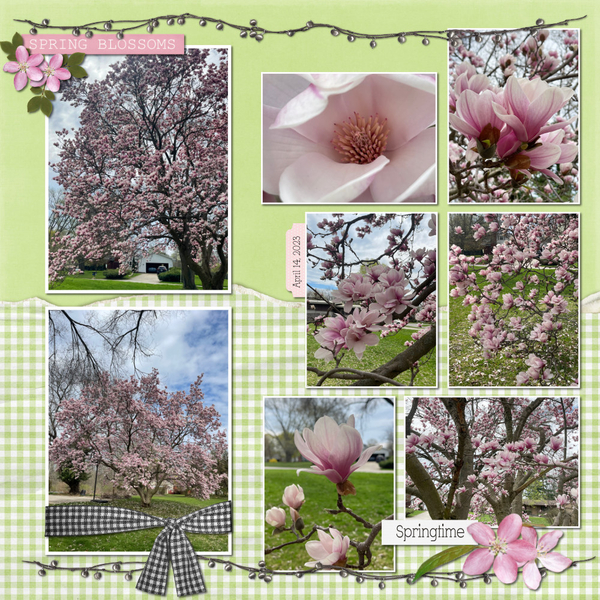 Neighborhood Magnolias 4-15-23