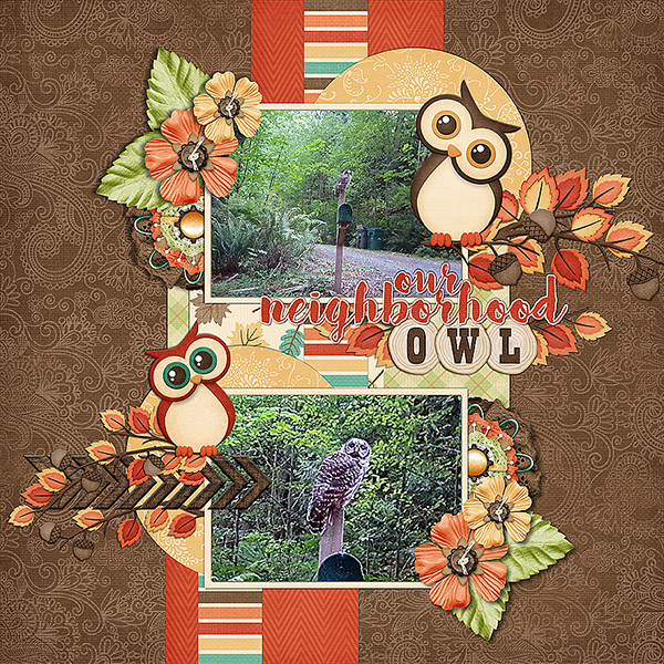 Neighborhood Owl