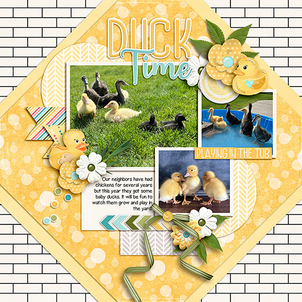 Neighbors-Ducks