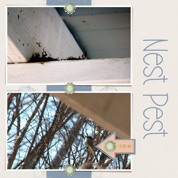 Nest Pest