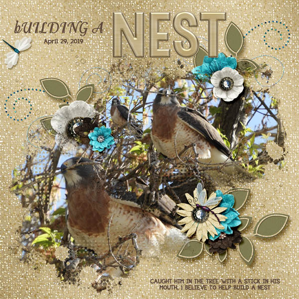 nest_small